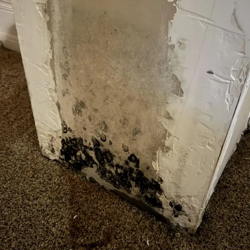 Professional Mold Removal in Quitman County, MS